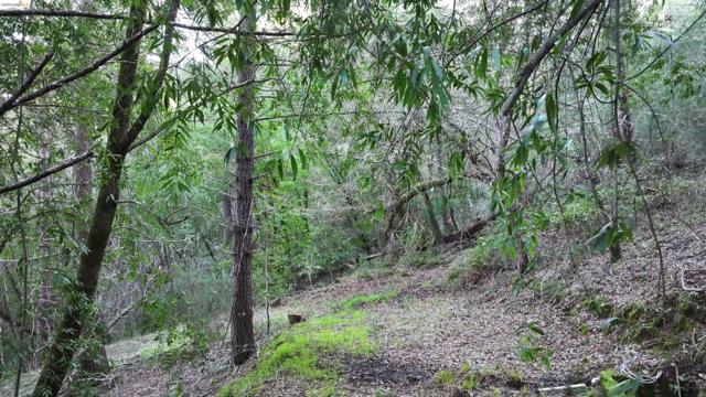 5051 Harrison Grade Rd, Sebastopol CA: https://media.crmls.org/mediaz/7b401e89-05fd-4c97-a296-9937d863f517.jpg