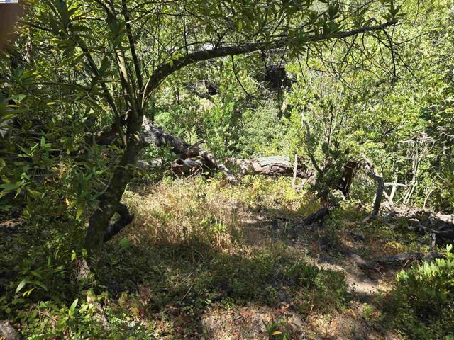 12 Vista Del Orinda, Orinda CA: https://media.crmls.org/mediaz/7b448d63-cc87-4dfa-8676-e673608f4bec.jpg