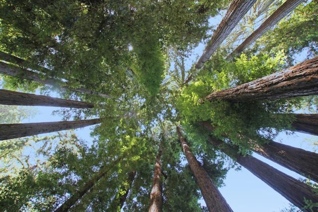350 Grandview Drive, Woodside CA: https://media.crmls.org/mediaz/7b5aa5ba-5f58-47ff-899d-ded798cf77e4.jpg