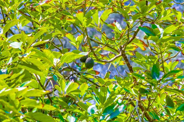 2854 Albatross Street, San Diego CA: https://media.crmls.org/mediaz/7b5c747f-0c7b-4763-b690-8311f69a653d.jpg