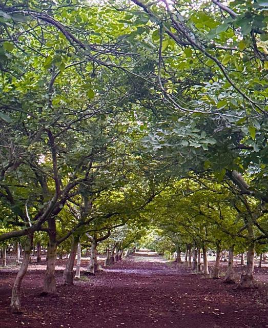 3719 N Hart Road, Modesto CA: https://media.crmls.org/mediaz/7bc8c298-754c-4243-ba43-f32c00b93885.jpg