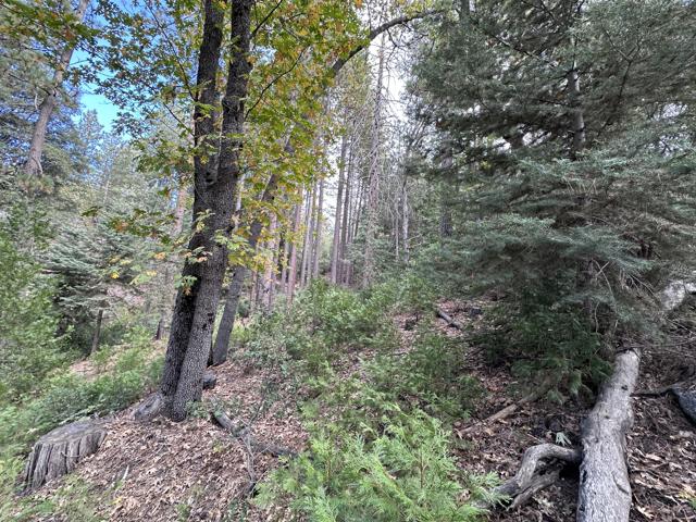 0 Round Robin, Idyllwild CA: https://media.crmls.org/mediaz/7c61736c-7150-44ff-ab86-38ed717bd5b8.jpg