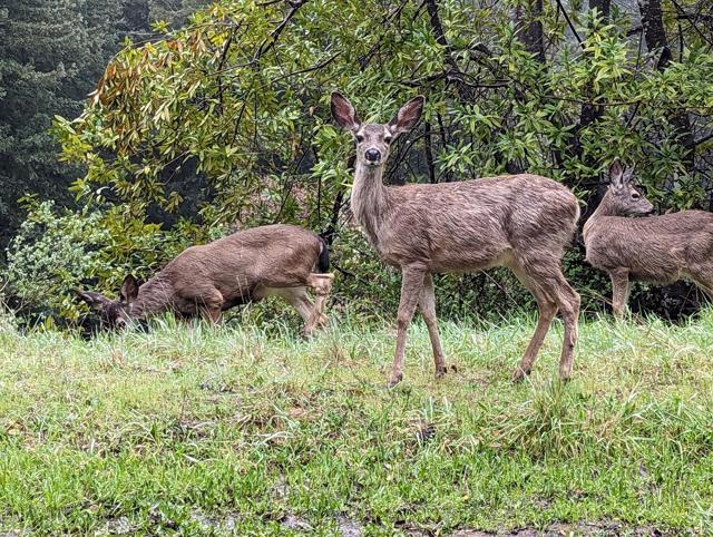 MLS #ML81963088 image #7