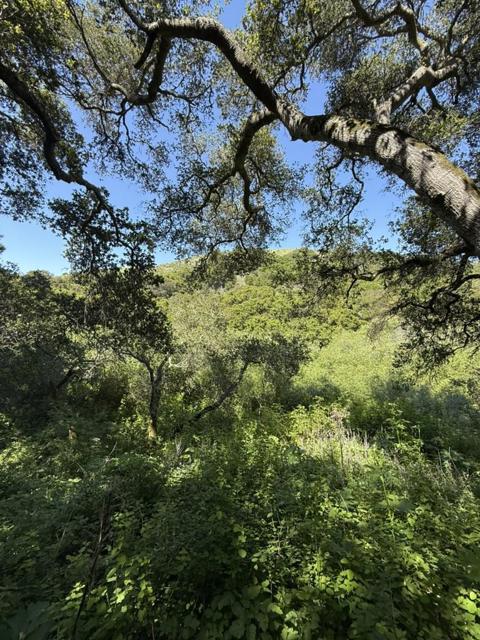 0 Bartlett Way, Belmont CA: https://media.crmls.org/mediaz/7d332b2e-d4ed-4130-a752-ea53a84f9f8d.jpg