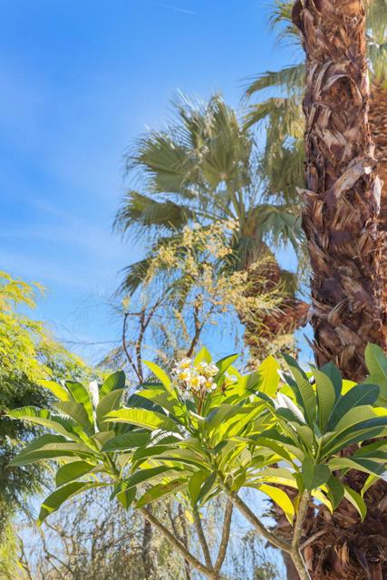 71653 Mirage Road, Rancho Mirage CA: https://media.crmls.org/mediaz/7d8b4fef-4ff1-49a1-8bf3-41d31282ae75.jpg