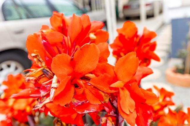 7241 San Luis St, Carlsbad CA: https://media.crmls.org/mediaz/7e60dd17-1fe7-47e3-b7fd-52db19793c93.jpg