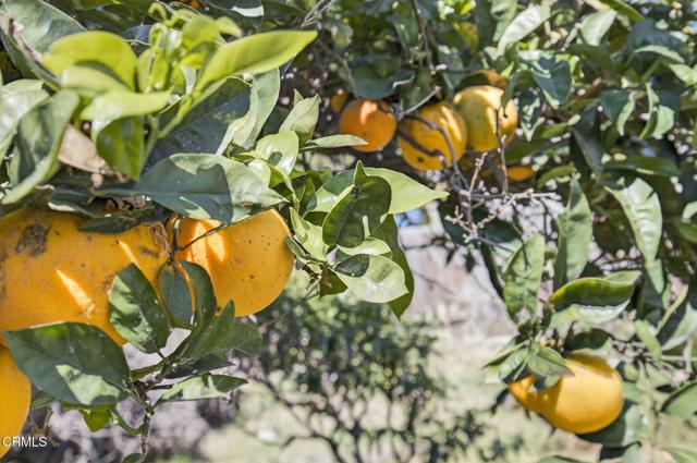 Detail Gallery Image 40 of 53 For 7451 Marmota Ct, Ventura,  CA 93003 - 3 Beds | 2 Baths