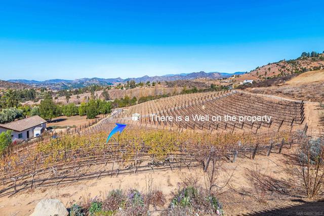 View of grape vines