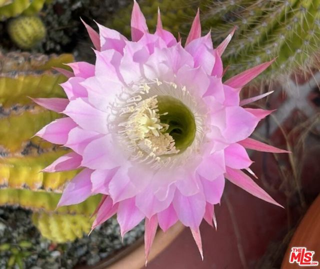 931 S Ogden Drive, Los Angeles CA: https://media.crmls.org/mediaz/7fc3e7c5-a749-4004-8a3f-f4d2f0de6730.jpg