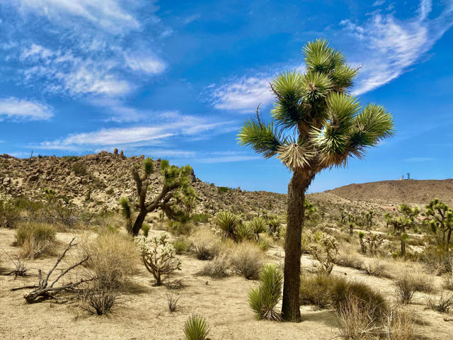104 Bandera Road, Yucca Valley CA: https://media.crmls.org/mediaz/80ab6c94-62c7-4cb6-94c7-a77f486a22a1.jpg