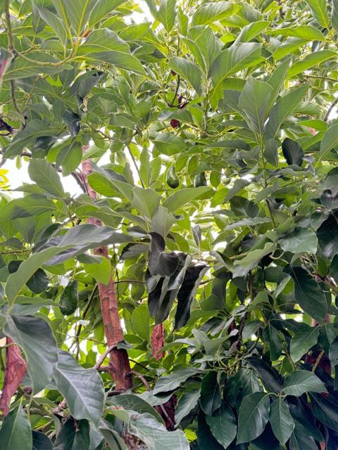 3637 Snell Avenue, San Jose CA: https://media.crmls.org/mediaz/80e06194-b15f-4602-a39d-e4026e1e4b96.jpg