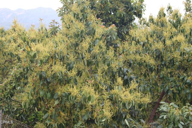 Front Image Thumbnail for CRV1-35515