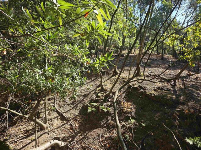 12 Vista Del Orinda, Orinda CA: https://media.crmls.org/mediaz/821c99a1-d996-4999-9c96-888e30078ef1.jpg