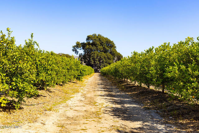 13721 Telegraph Road, Santa Paula CA: https://media.crmls.org/mediaz/832037cd-74b4-4797-92a7-67af2df9c369.jpg
