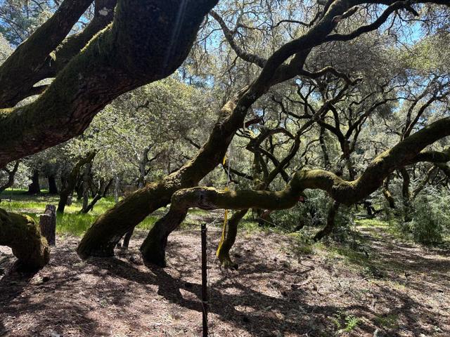 0 Hidden Glen Drive, Scotts Valley CA: https://media.crmls.org/mediaz/8368d264-3290-4de2-a2b7-afdad883abc4.jpg