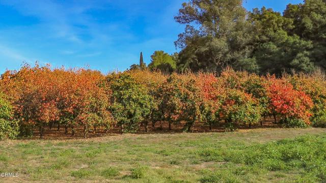 Detail Gallery Image 44 of 58 For 4620 Casitas Pass Rd, Ventura,  CA 93001 - 3 Beds | 2/1 Baths