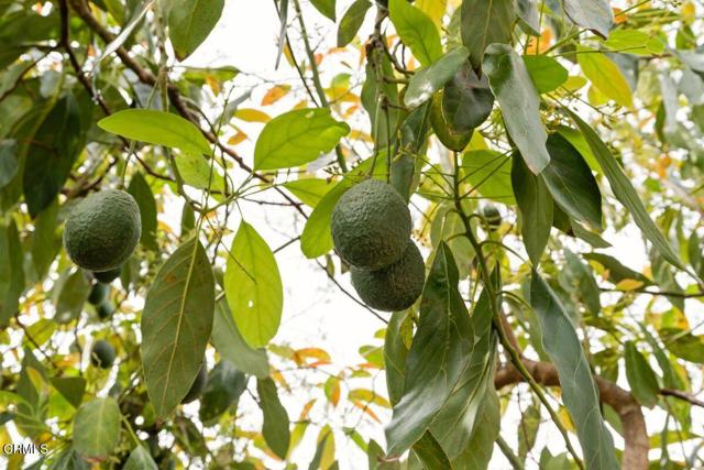 MLS #V1-35543 image #24