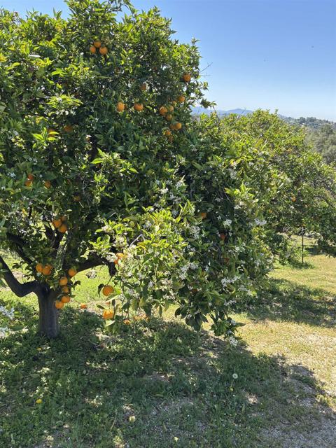 2566 Los Cerritos Ln, Fallbrook CA: https://media.crmls.org/mediaz/83c88671-d2b9-4063-bd4c-f1c8585deec9.jpg