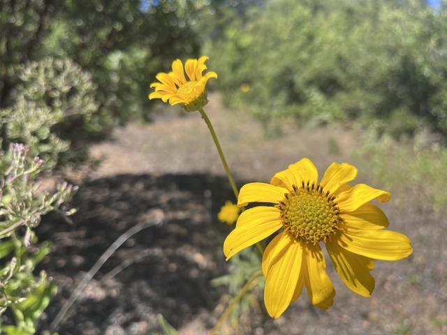 3890 Eagle Ridge, Julian CA: https://media.crmls.org/mediaz/8461478c-12fe-475c-99a7-bafa98d47674.jpg