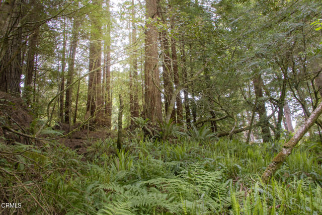 Detail Gallery Image 5 of 6 For 32100 Forest Ln, Fort Bragg,  CA 95437 - – Beds | – Baths