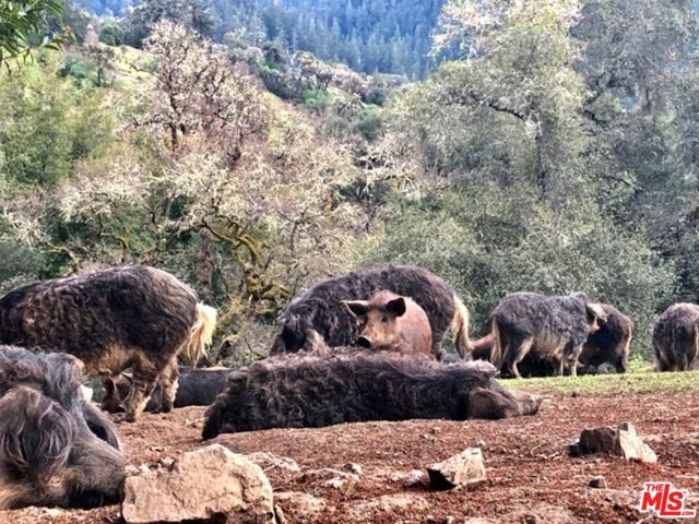 20799 Highway 128, Yorkville CA: https://media.crmls.org/mediaz/8584e0cf-14fb-4dca-abaf-35c40d546b5a.jpg