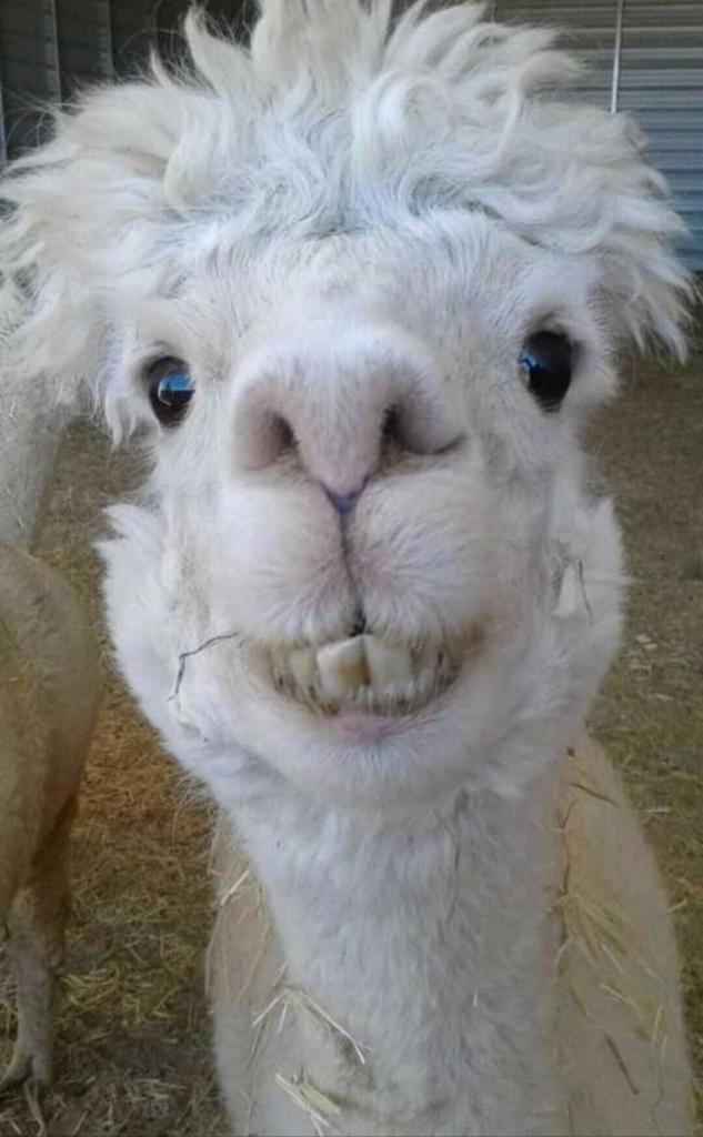 MLS #219138603PS image #18