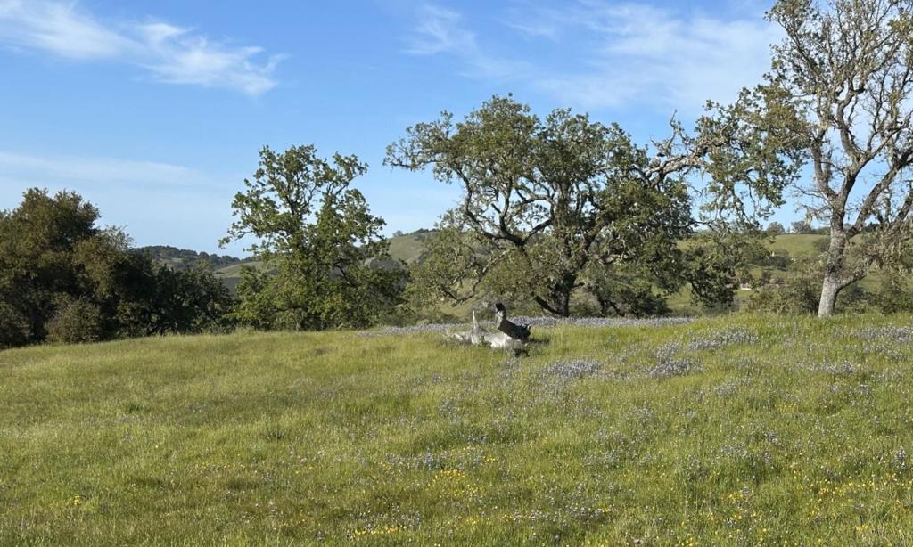 MLS #ML81978118 image #16