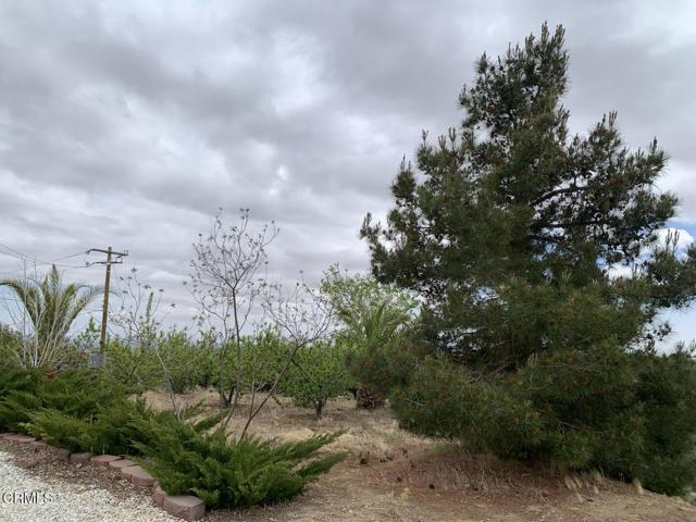 9020 Pionero Road, Pinon Hills CA: https://media.crmls.org/mediaz/8622f90f-518e-4f23-b679-32135f394767.jpg