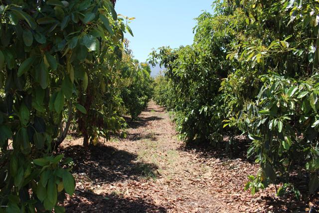 Detail Gallery Image 31 of 33 For 0 Camulos St, Piru,  CA 93040 - – Beds | – Baths