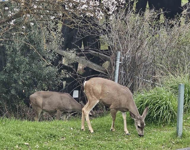 4189 Tessa Pl, Pleasanton CA: https://media.crmls.org/mediaz/8711977d-0a3c-4fa1-9e80-6d6ceed8aa27.jpg