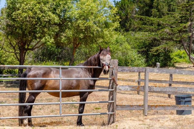 515 Bean Hollow Road, Pescadero CA: https://media.crmls.org/mediaz/8746c1eb-709f-4c75-b2e4-6f9c424ad4f9.jpg