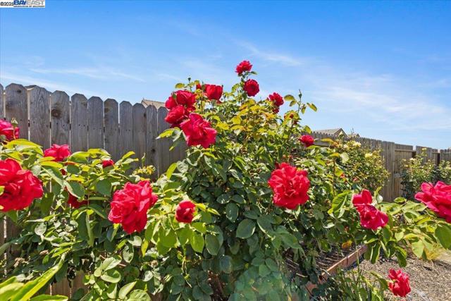 946 Osprey Dr, Lathrop CA: https://media.crmls.org/mediaz/87672c5d-9079-4506-a9cd-feb26a8010ff.jpg