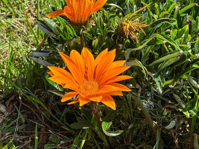1441 Pescadero Creek Road, Pescadero CA: https://media.crmls.org/mediaz/879c7ad9-c4f4-442e-81e5-70caedd8cbea.jpg
