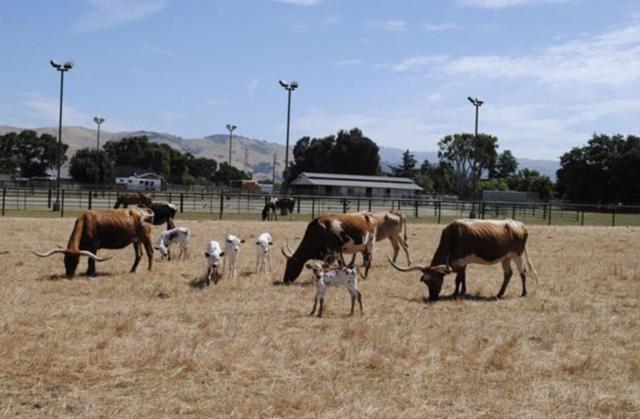 19963 Hale Avenue, Morgan Hill CA: https://media.crmls.org/mediaz/87a067ef-cbaf-4c42-9f44-bd5193f60ef1.jpg