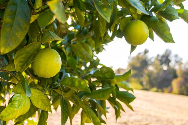 Detail Gallery Image 41 of 59 For 351 Sheila Ln, Fallbrook,  CA 92028 - 3 Beds | 3 Baths