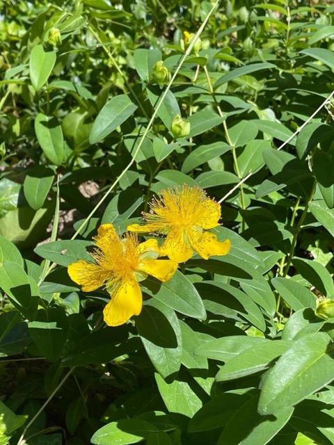 506 Sunset Road, Boulder Creek CA: https://media.crmls.org/mediaz/87c8960c-1e48-4cf8-9b1c-6dbd22ce57d7.jpg