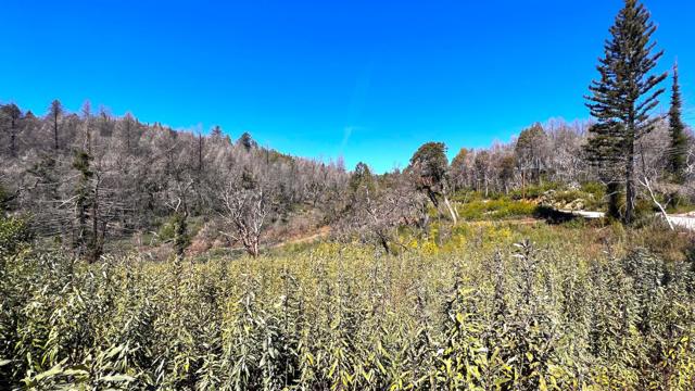 11035 Empire Grade, Santa Cruz CA: https://media.crmls.org/mediaz/87e6cc3f-0cc4-4f7f-985c-9fd802767d92.jpg