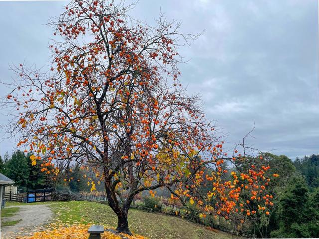 1584 Tindall Ranch Road, Corralitos CA: https://media.crmls.org/mediaz/880aa6ee-4fa3-449b-9055-a98419b2a164.jpg