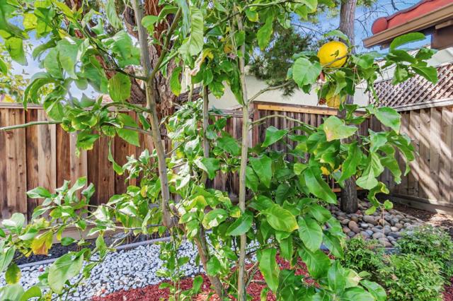 621 Harrow Way, Sunnyvale CA: https://media.crmls.org/mediaz/883bfc92-aa85-40a9-bf9b-7f996e917e23.jpg