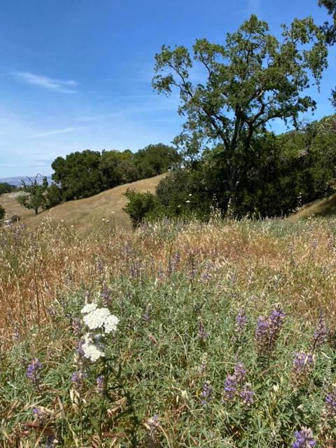 0 0 Via Vespero, San Jose CA: https://media.crmls.org/mediaz/88483d1d-2af4-41f2-83d7-40424f52aea4.jpg