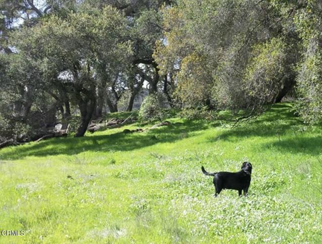 0 3 Burnham Road, Ojai CA: https://media.crmls.org/mediaz/8864dde6-dde0-48a0-810f-a606a1ed9ad3.jpg