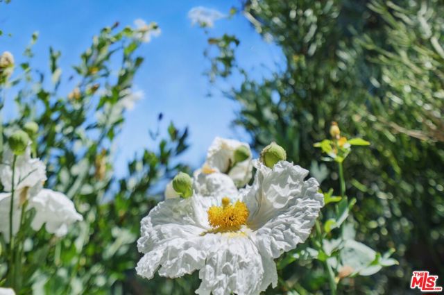 1527 Bainum Drive, Topanga CA: https://media.crmls.org/mediaz/88d2c71f-9398-4330-a0e8-3b214ab1a4b1.jpg