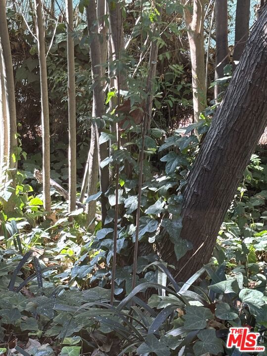 Drew Fenton | 643 Hightree Road Santa Monica CA | MLS: 7522748 Drew Fenton | 643 Hightree Road Santa Monica CA | MLS: 7522748