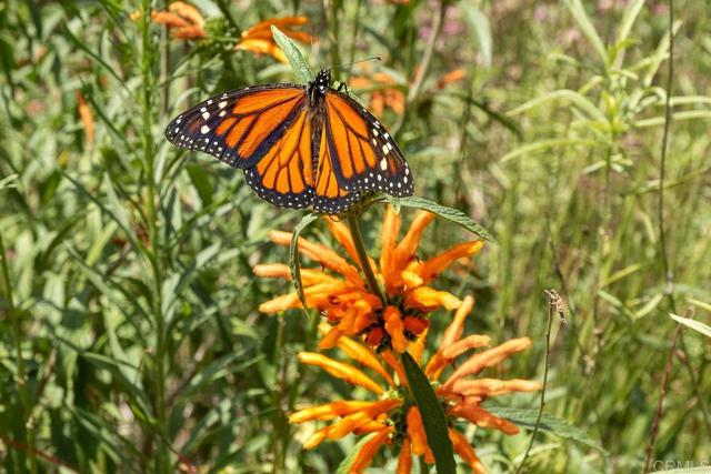 Detail Gallery Image 104 of 109 For 4169 Rhodes Way, Oceanside,  CA 92056 - 2 Beds | 2/1 Baths