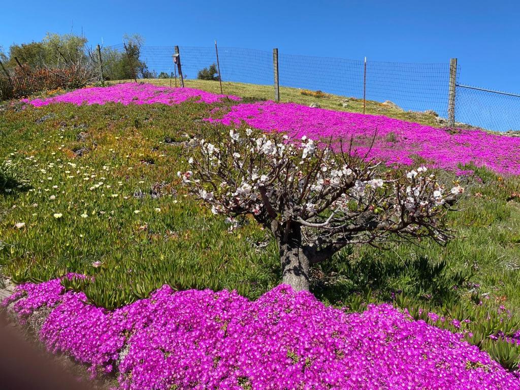 MLS #ML82001179 image #9