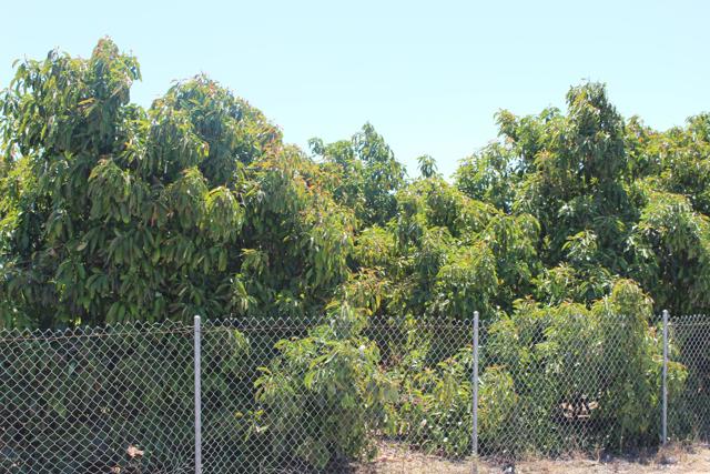 Detail Gallery Image 14 of 33 For 0 Camulos St, Piru,  CA 93040 - – Beds | – Baths