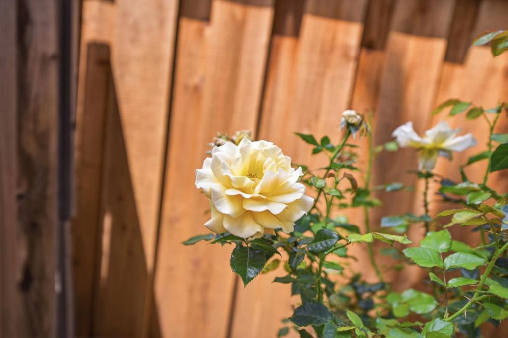 https://media.crmls.org/mediaz/896e4cd2-7c7a-4836-9154-86f28e574d03.jpg?preset=X-Large