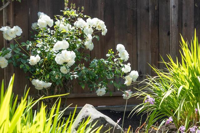 143 Moran Way, Santa Cruz CA: https://media.crmls.org/mediaz/897a417b-b38e-45af-ae99-bd4ff0cfa960.jpg
