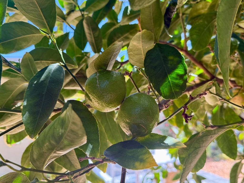 https://media.crmls.org/mediaz/8989e1eb-9bf3-455c-95df-8c26a44bb7fc.jpg?preset=X-Large
