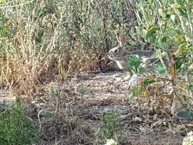 8209 Mesa, Santee CA: https://media.crmls.org/mediaz/8a9549c8-3e49-44f4-8900-aab977ecc3a0.jpg